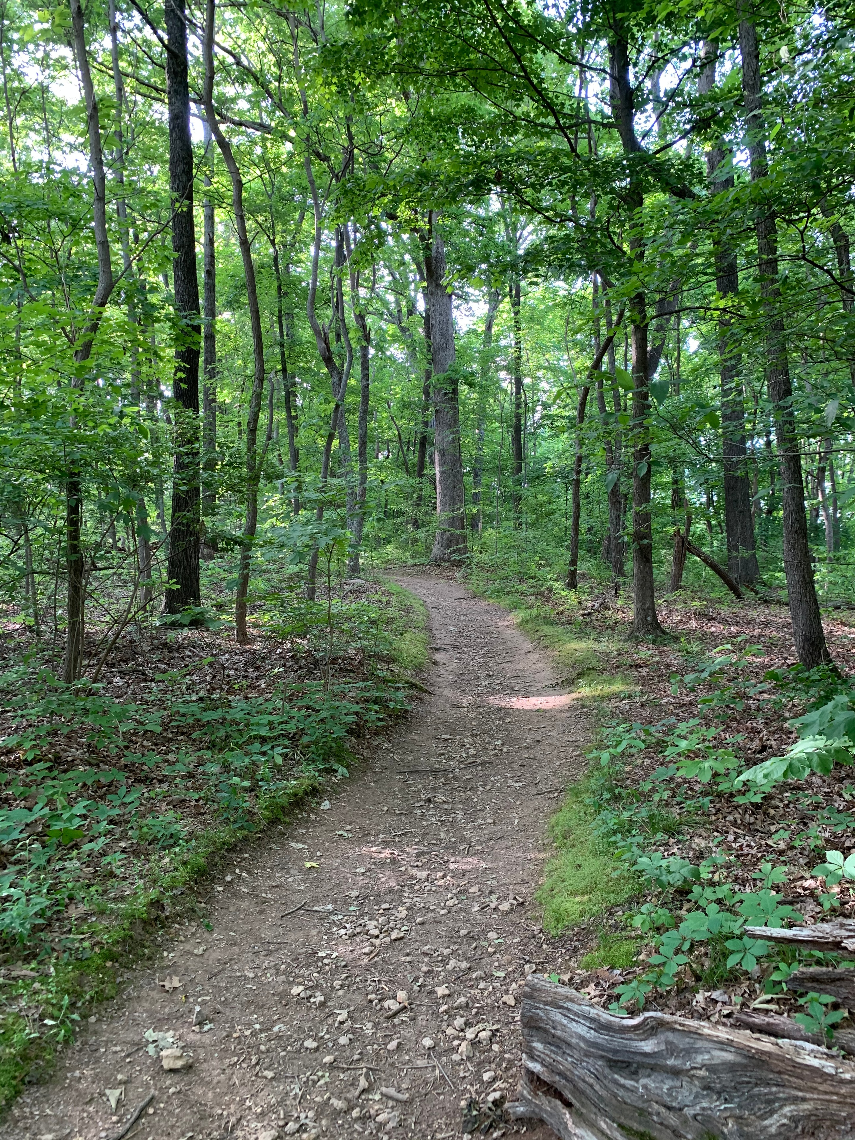 A forest path winding through lush green trees, representing moving forward